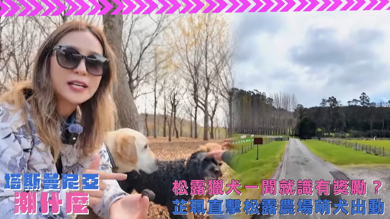 塔斯曼尼亞潮什麼｜松露獵犬一聞就識有獎勵？芷珮直擊松露農場萌犬出動｜梁芷珮｜旅遊｜塔斯曼尼亞｜TVBUSA｜野生動物保育園｜袋熊｜袋鼠｜針鼬