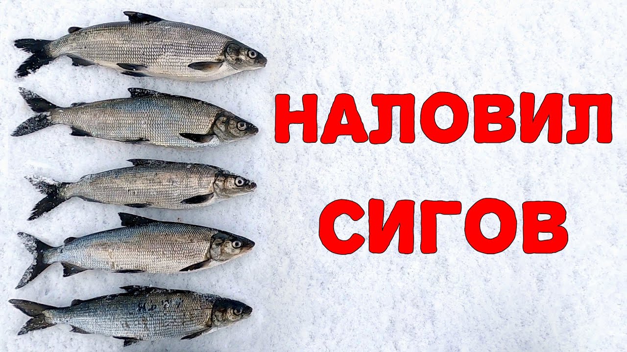 Ловля сига на Онежском озере зимой. Рыбалка в Карелии