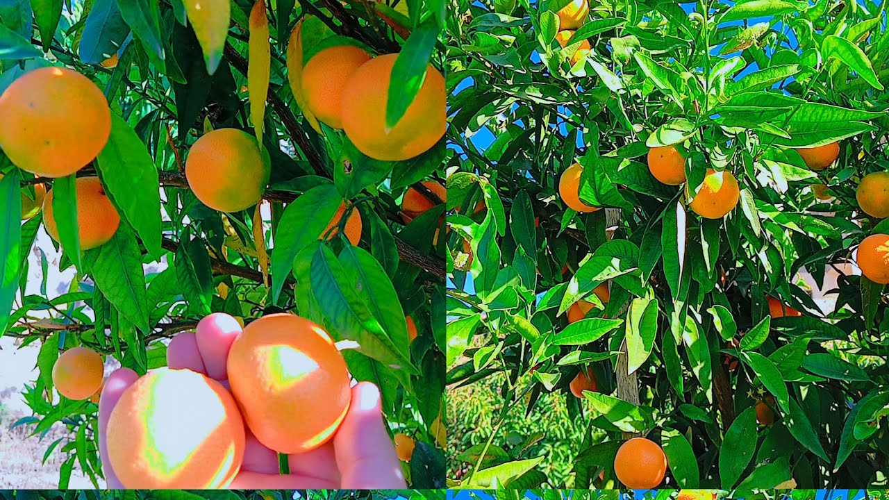 #برتقال #أشجار البرتقال🍊 ماشاءالله تبارك الرحمن 🍊