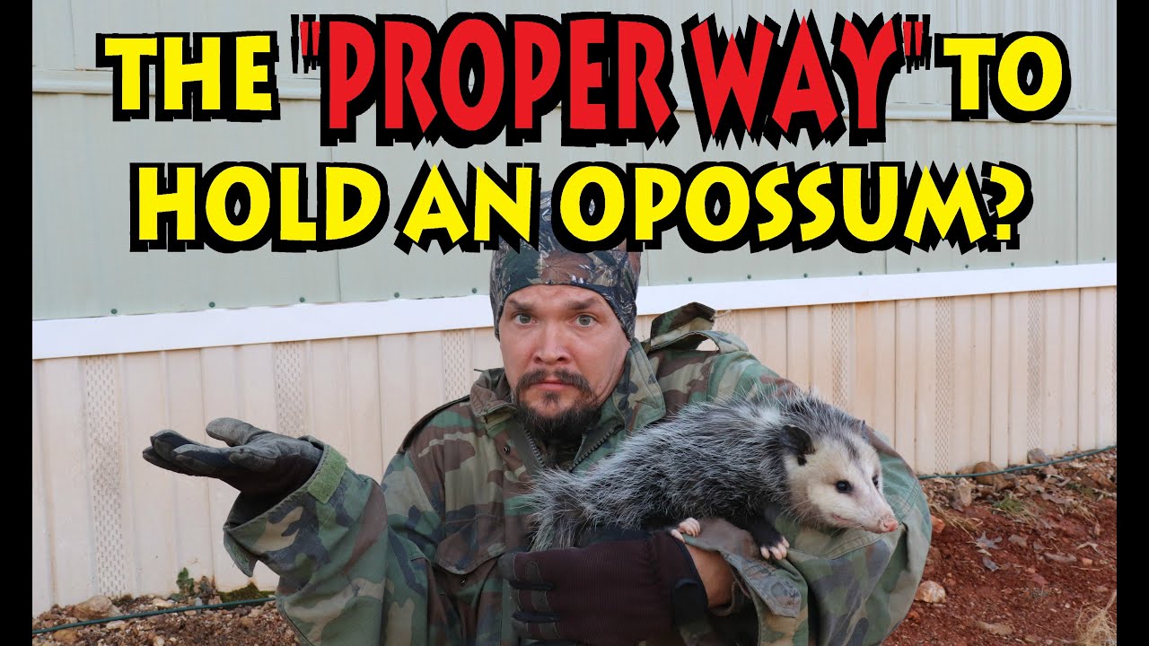 THE PROPER WAY TO HOLD AN OPOSSUM?