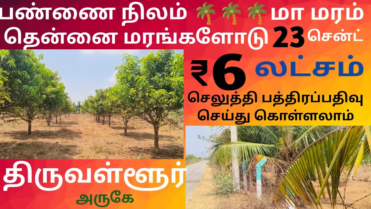 பண்ணை நிலம் 🌴🌴🌴 மா தென்னை மரங்களோடு 23 சென்ட் 6 லட்சம் செலுத்தி பத்திர பதிவு செய்து கொள்ளலாம் #viral