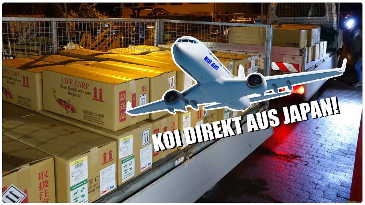 Koiteichblog [157] ★ Einer der GRÖßTEN Koi Importe DEUTSCHLANDS!