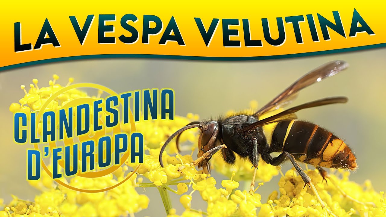 La Vespa velutina: clandestina d'Europa ► Puntata 44