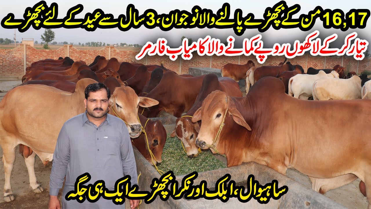 Sahiwal Wacha Farming From 3 Years | Ablak Wacha Farming | Nukra Wacha Farming | Mix Cattle Farm