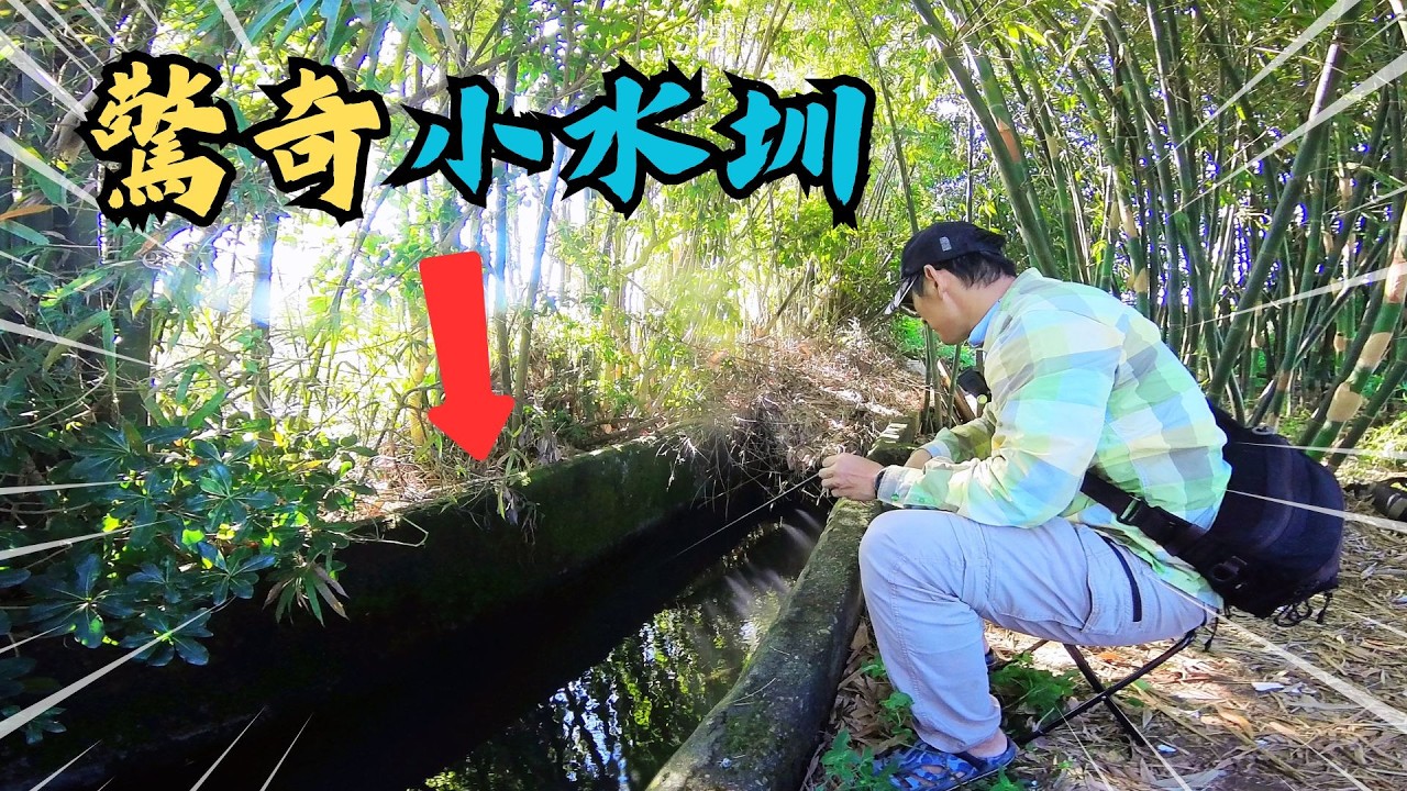 小水圳藏巨物！觀察盒爆框，隱藏版釣點大公開！小物釣竟變成釣大魚! ｜小物釣｜勇作微物釣工坊｜タナゴ釣り｜牛屎鯽｜@TW-Fishing   #釣り  #fishing  #タナゴ
