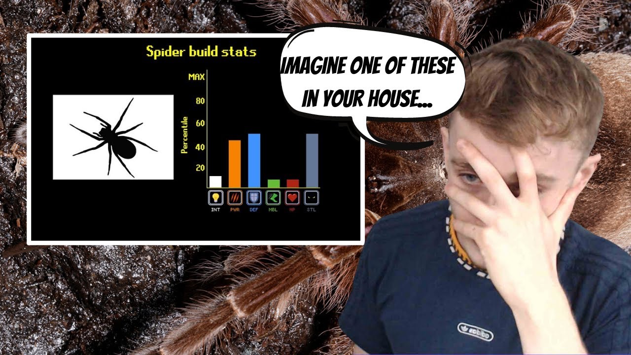 Reacting to Tierzoo - The Spider Tier List