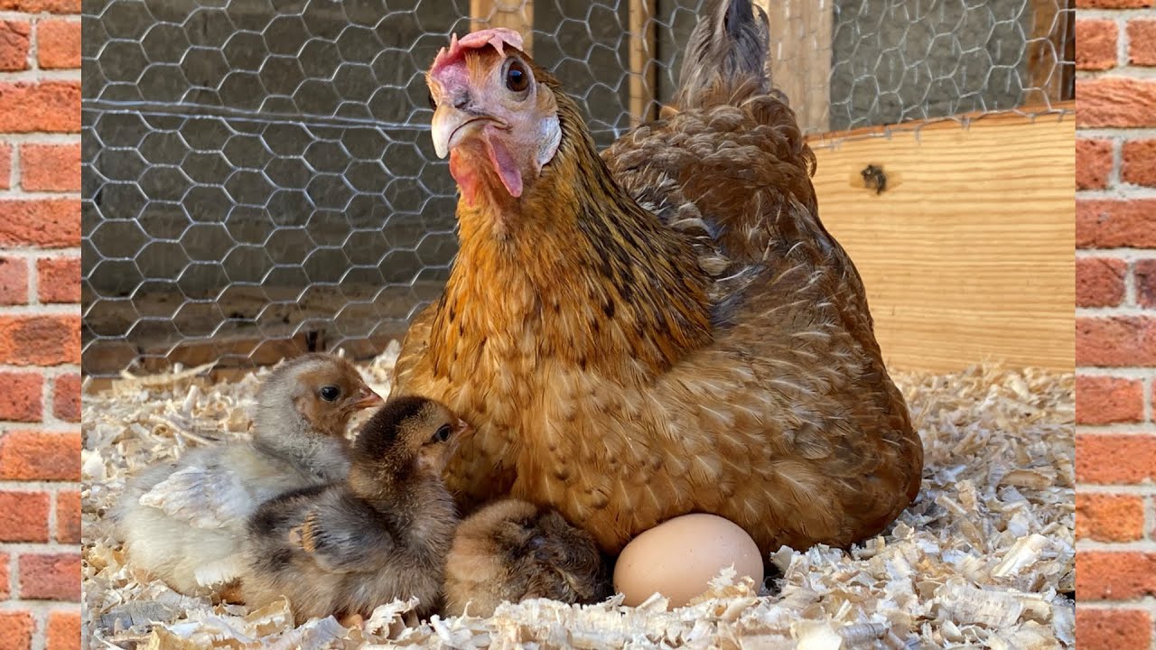 CUANTAS VECES SE ENCLUECA UNA GALLINA AL AÑO?🐔🐓🐤🐣🐥/Las Mascotas de Peluche.