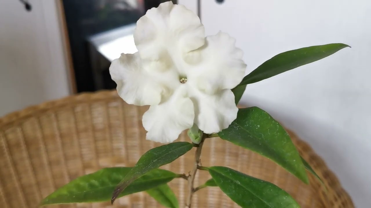Brunfelsia jamaicensis: how I am growing this very fragrant houseplant in the United Kingdom