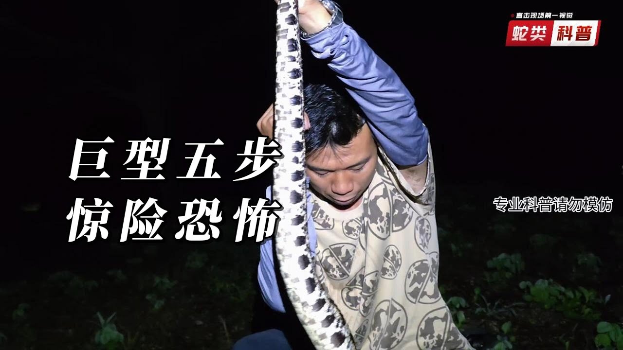 第一视角抓中国最毒蛇！五步蛇暴起攻击，太惊险了！#沉浸式冒险 #生死瞬间