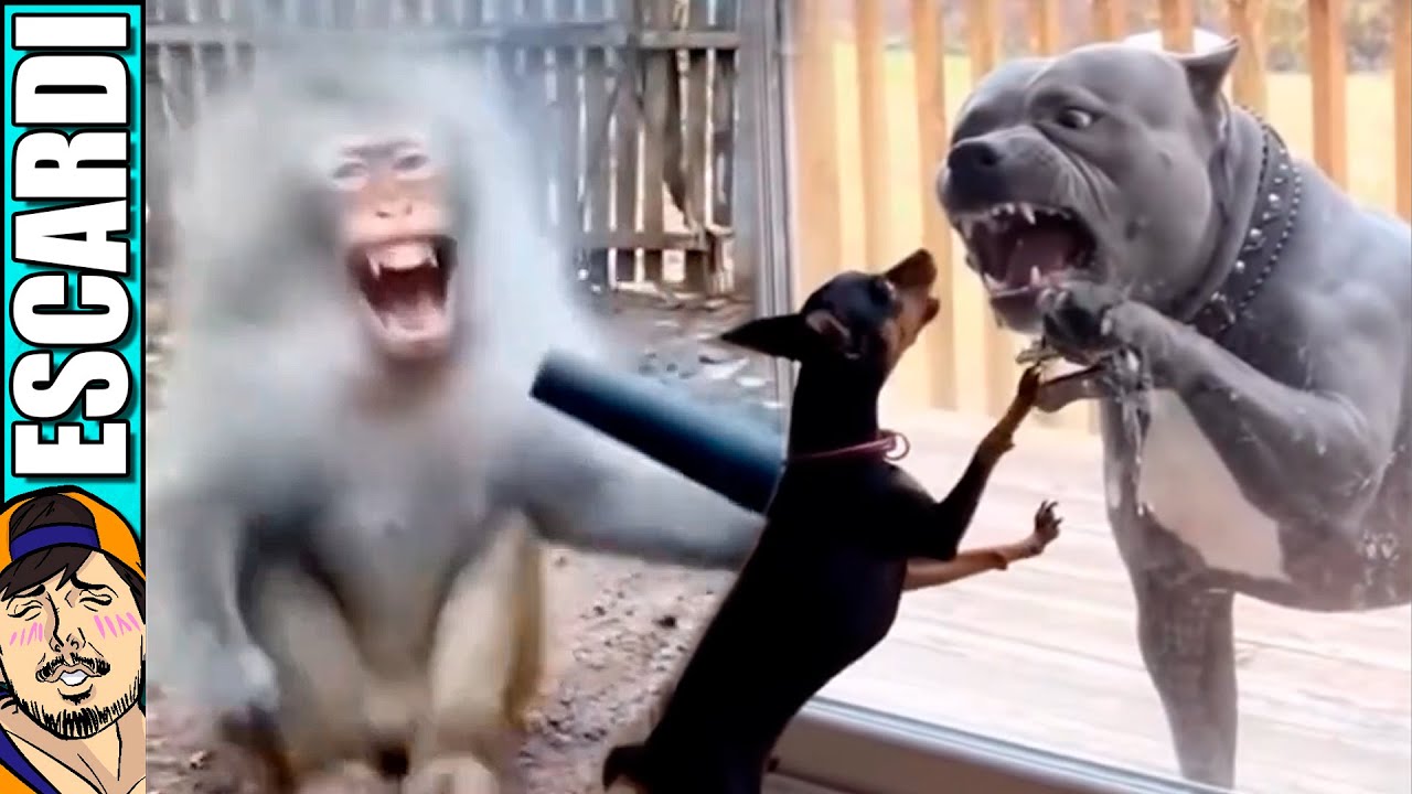 ANIMALES TIENEN PROBLEMAS