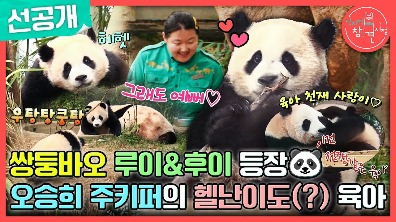 [전지적 참견 시점 선공개] 바오 가족의 귀여운 일상 대공개!🐼 엄마 껌딱지 루이바오X후이바오와 육아 만렙 아이바오❤️, MBC 240706 방송