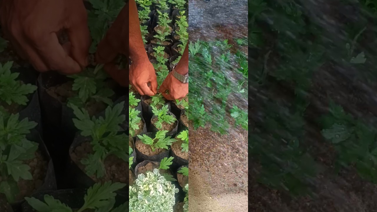 How to Propagating Chrysanthemum Flower #youtubeshorts #flowers #propagation