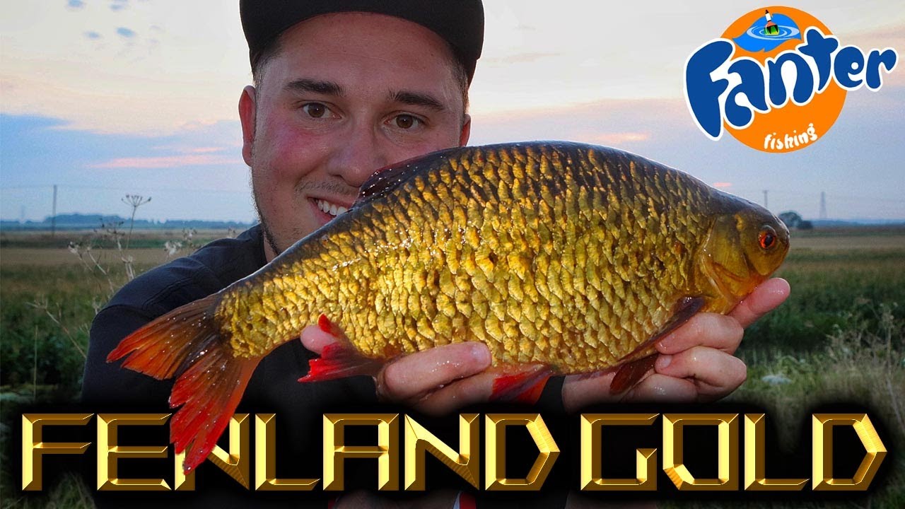 Fenland Gold - HUGE Rudd from the Drains