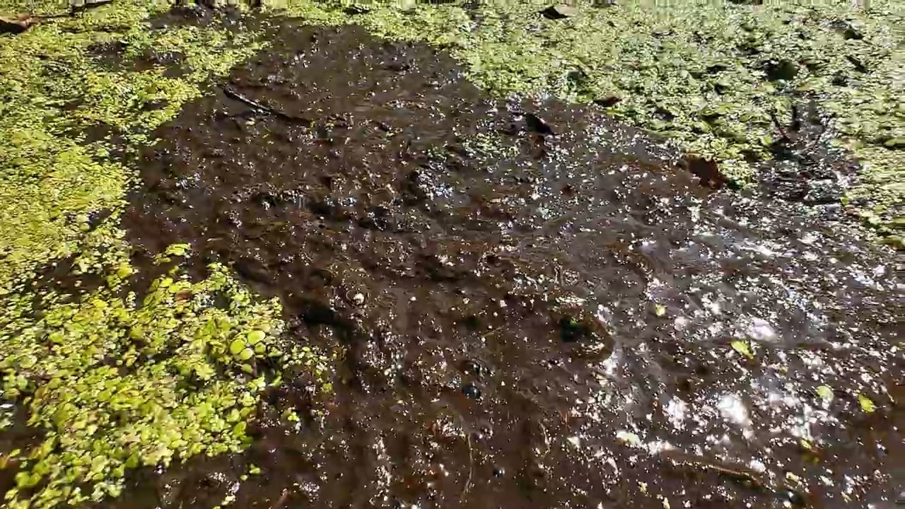 Walking into a gurgling swamp - Gostynin Bogs 2024 | Day 1-4
