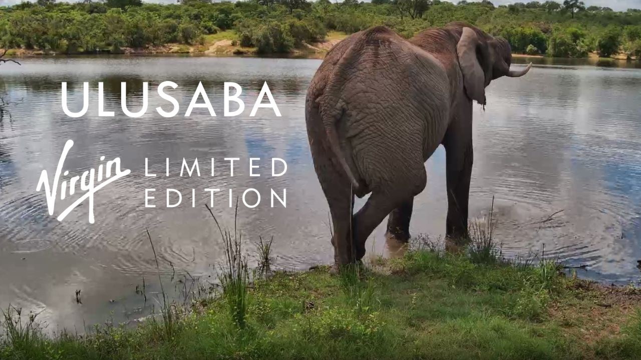Ulusaba Live Camera Launch