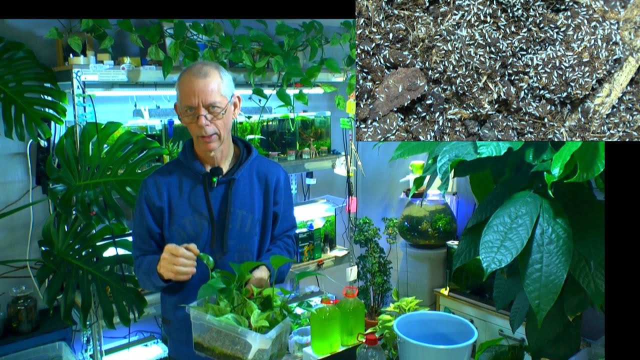 Aquarium und Wasserflöhe. Pflanzen in das Aquarium hängen und Springschwänze züchten
