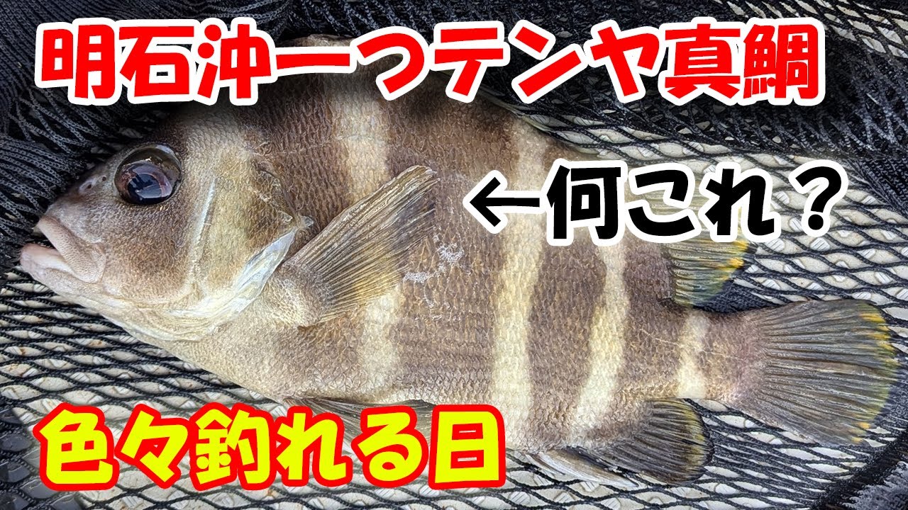 明石沖 一つテンヤ真鯛 ７目釣れる日