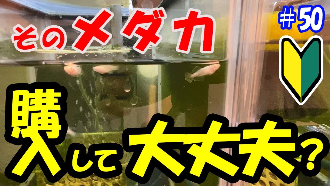 めだか購入前に状態を見極めるコツ!!【初心者向け目利き力アップ！】＃５０ ～美心めだか～