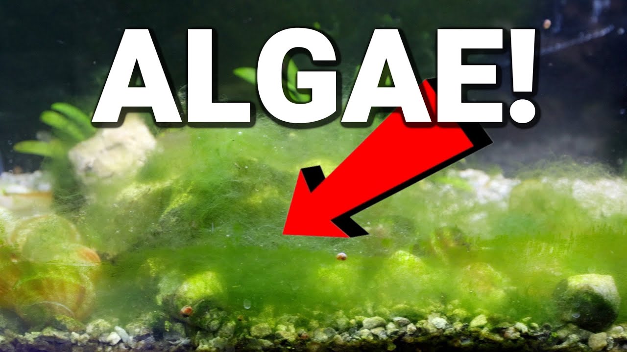 Is Algae GOOD or BAD for Your Aquarium?!