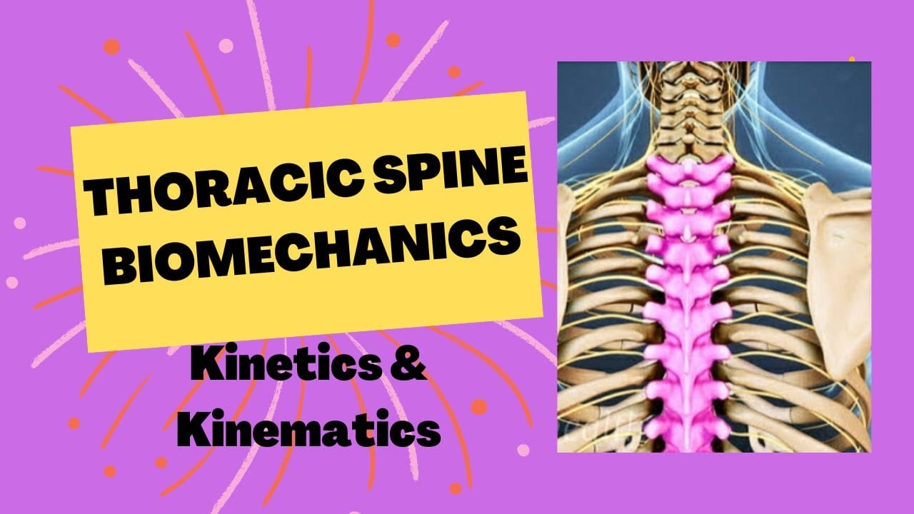 Thoracic Spine- Structure and function, exam oriented with notes.
