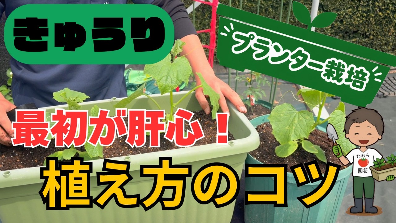 【きゅうり】正しい植え方でプランター栽培でも目指せ大量収穫！【家庭菜園】