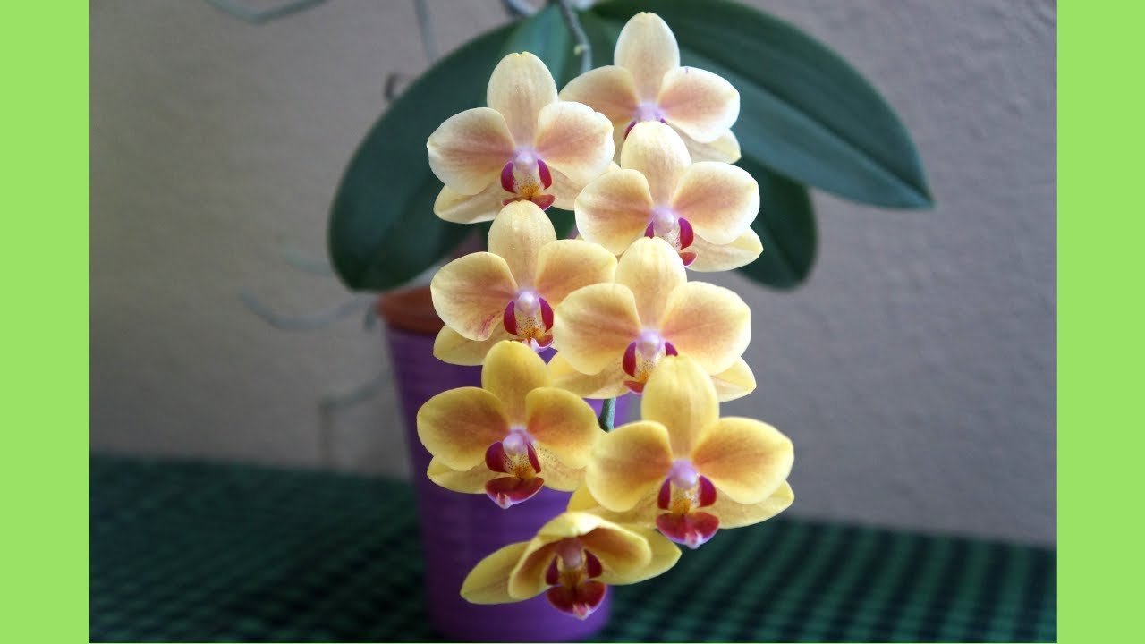 How to Train Orchid Spikes for a Good Display | Orchid Growing Care Tips
