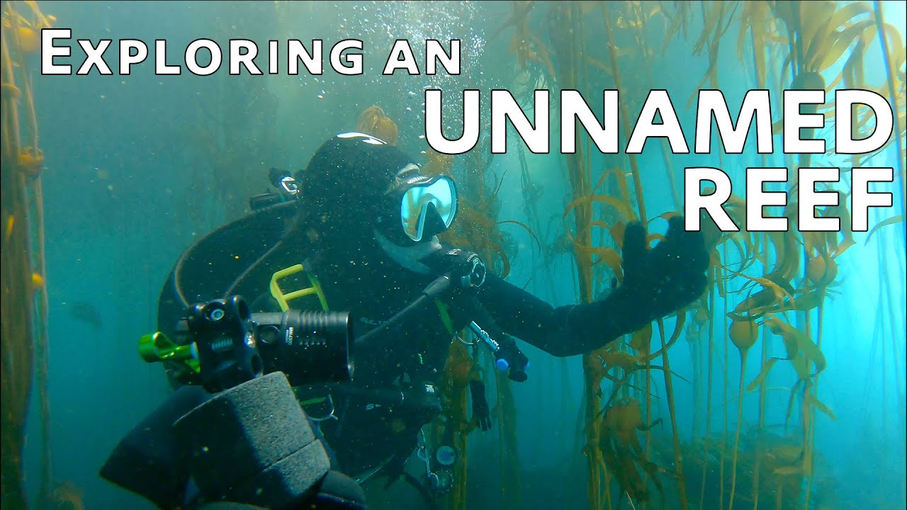 Exploring an Unnamed Kelp Forest