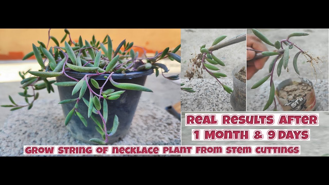 How to grow Ruby Necklace Plant from stem cuttings | Propagation of Othonna capensis