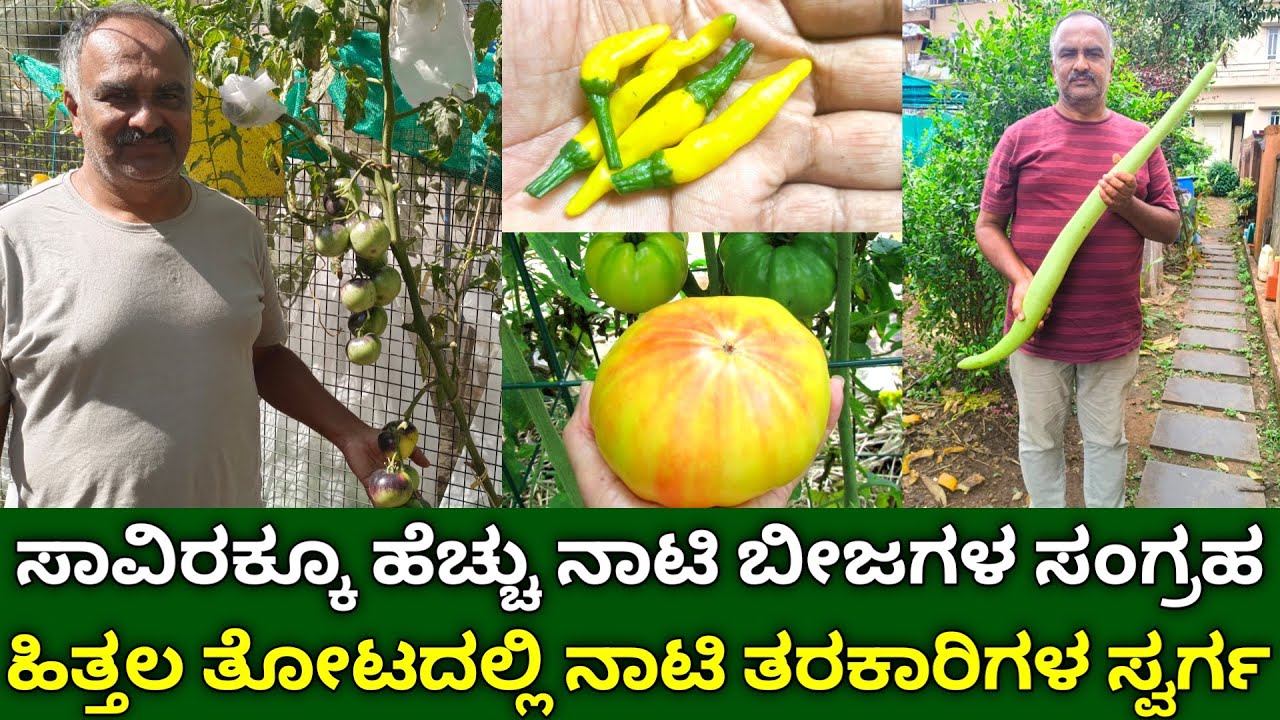 ಹಿತ್ತಲ ತೋಟದಲ್ಲಿ ನಾಟಿ ತರಕಾರಿಗಳ ಸ್ವರ್ಗ | desi seeds of vegetables | native vegetables for gardening
