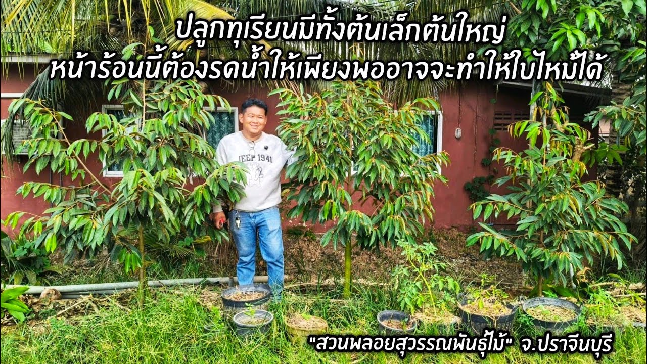 ปลูกทุเรียนมีทั้งต้นเล็กต้นใหญ่หน้าร้อนนี้ต้องรดน้ำให้เพียงพออาจจะทำให้ใบไหม้ได้
