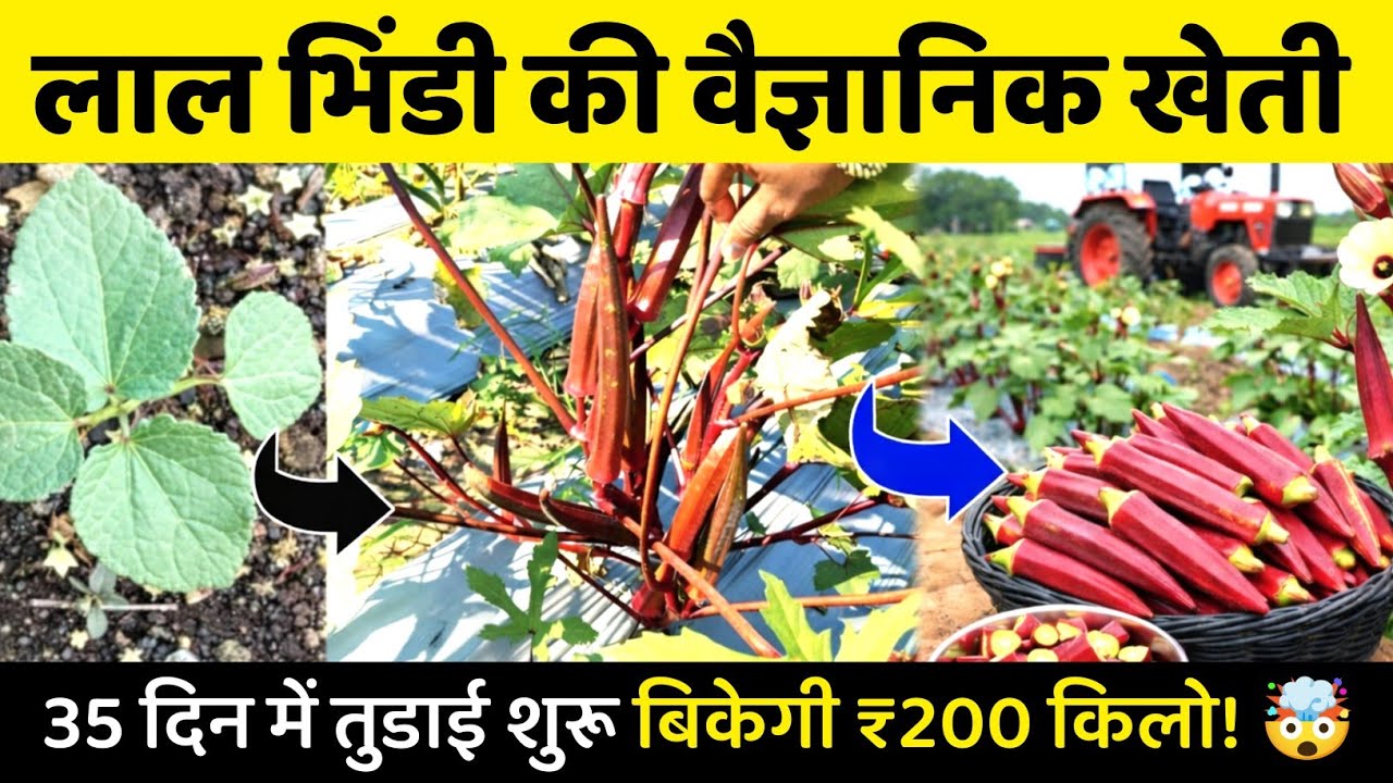 लाल भिंडी की वैज्ञानिक खेती | Lal Bhindi Ki Kheti Kaise Kare | Red Okra Farming Profit A to Z hindi