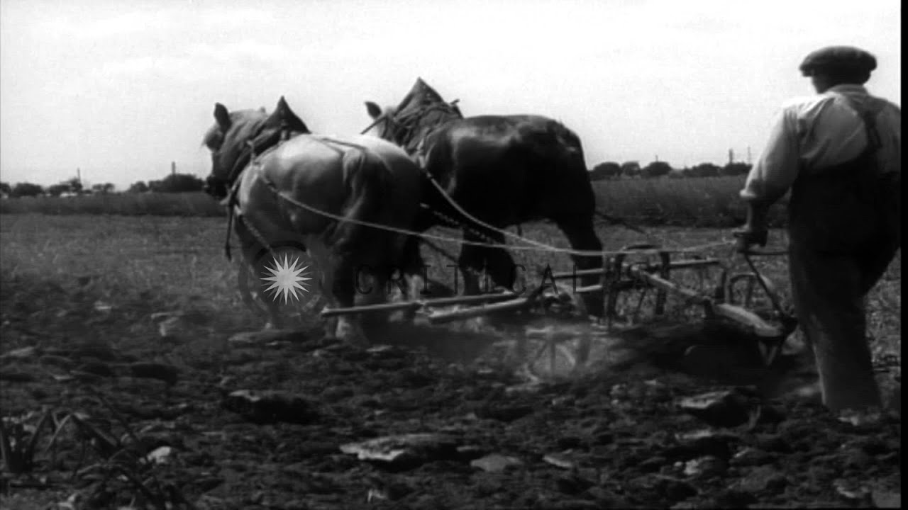 A farmer works with a horse drawn plow on a wheat field in Heidelberg, Germany. HD Stock Footage