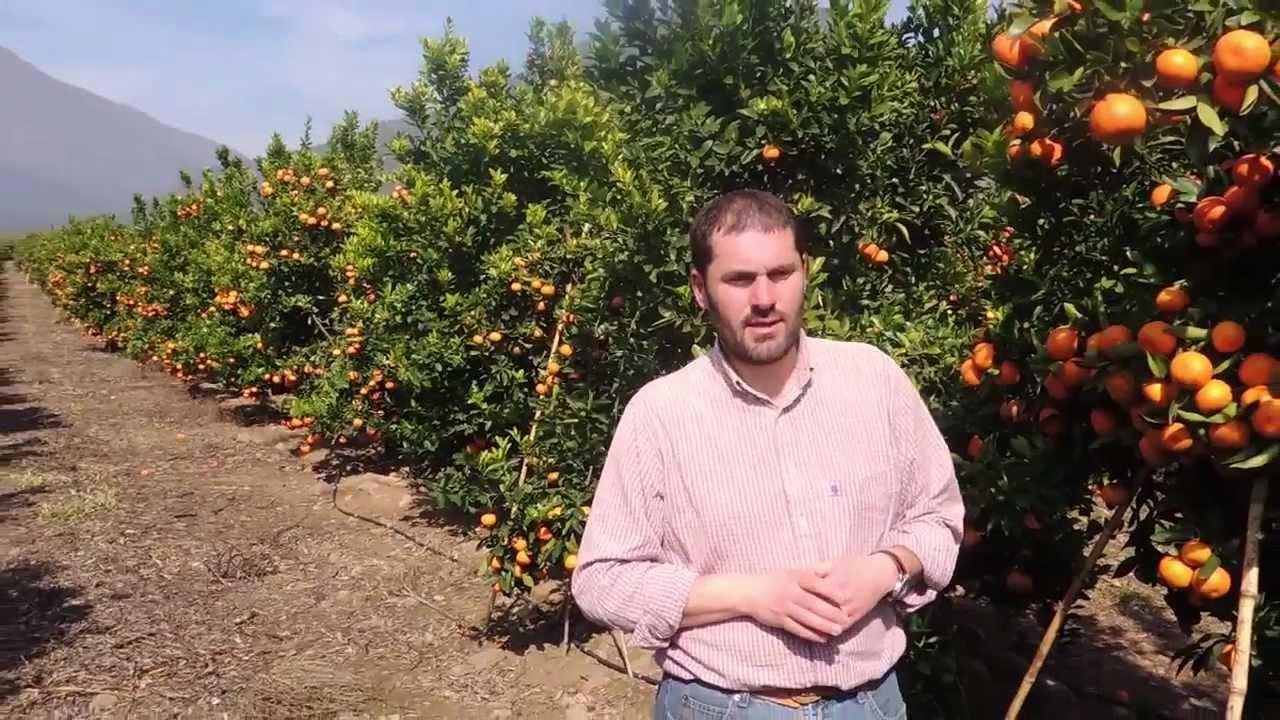 Fertilización en Cítricos - Montolin