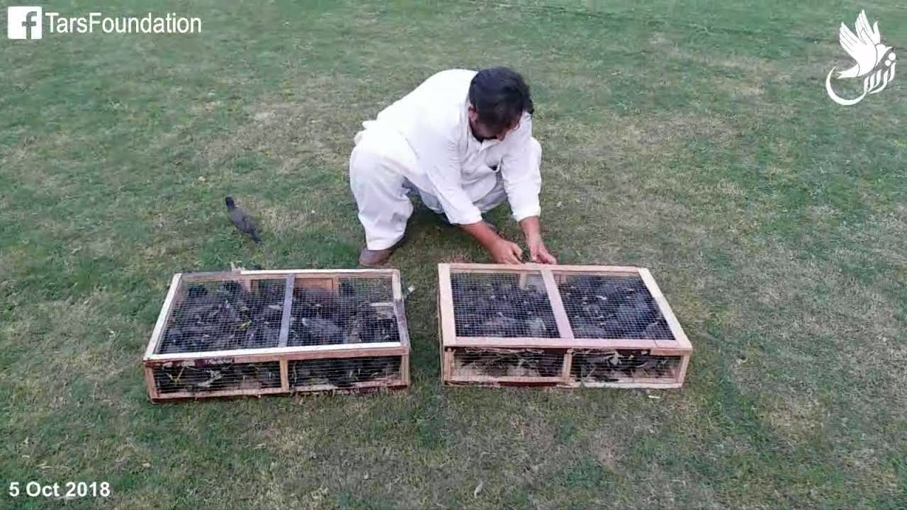 TARS Foundation | Birds Releasing