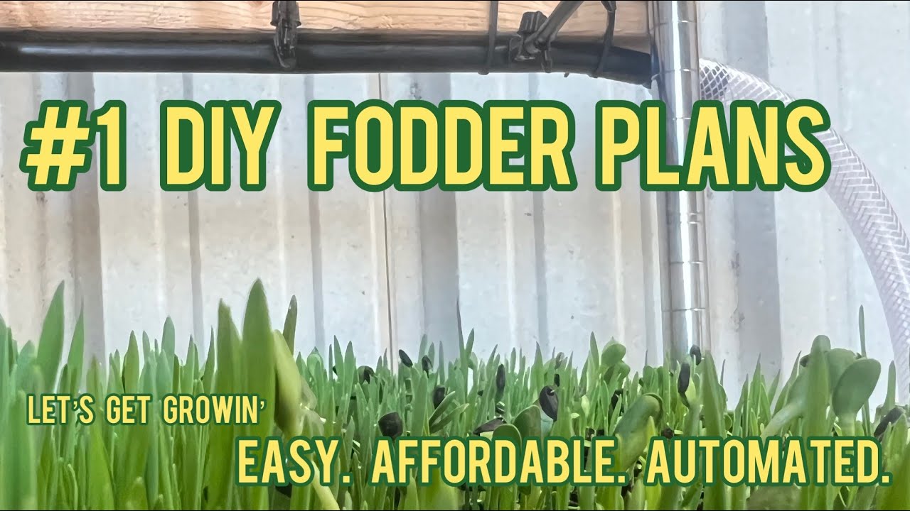 Affordable DIY Fodder System! Simple, Automated, Easy to Build! Grows 60+ lbs per day!