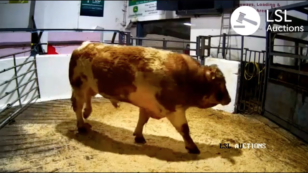 LSL Auctions - Big interest at Carnaross Mart. Simmental Bull, sold for 1840 - LSLAuctions.com