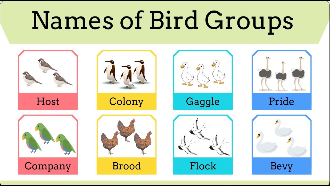 Groups of Birds for Kids - Collective Nouns for Birds