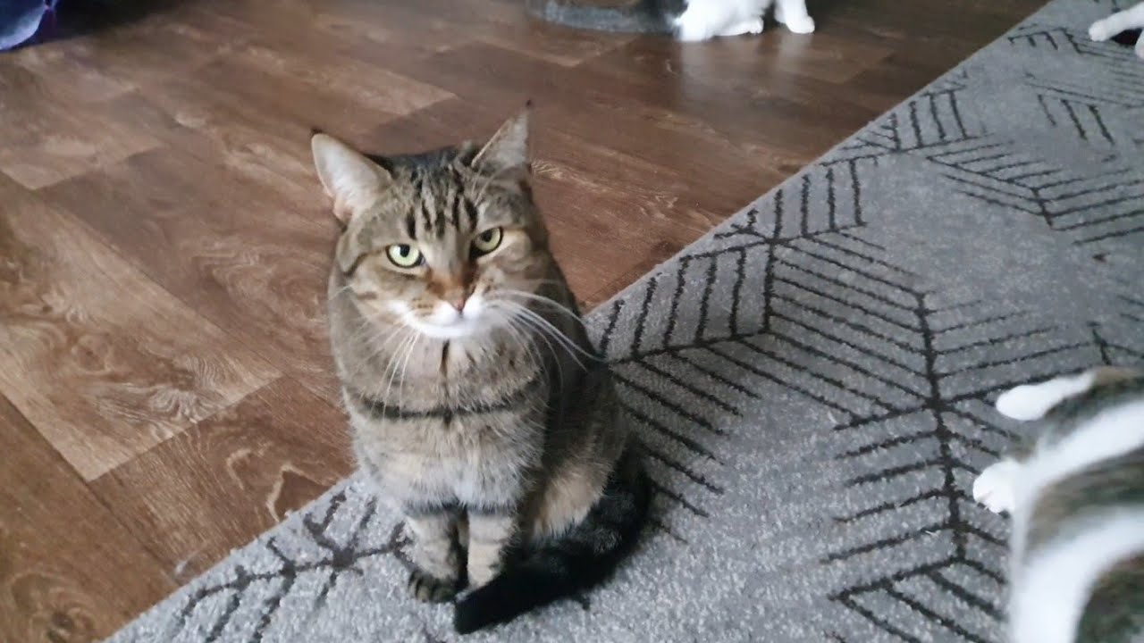 В котоквартирі завжди раді нас бачити🐈😻