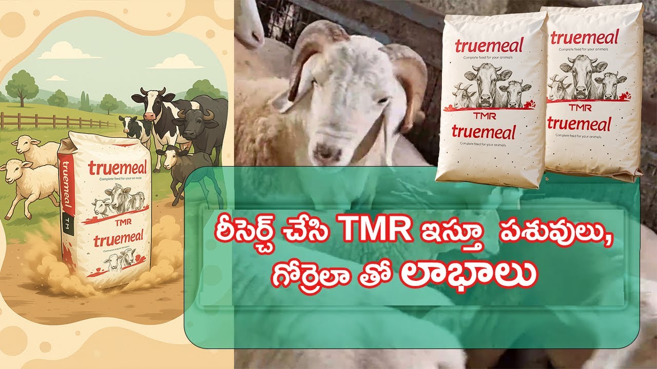 రీసెర్చ్ చేసి TMR ఇస్తూ  పశువులు, గోర్రెలా తో లాభాలు
