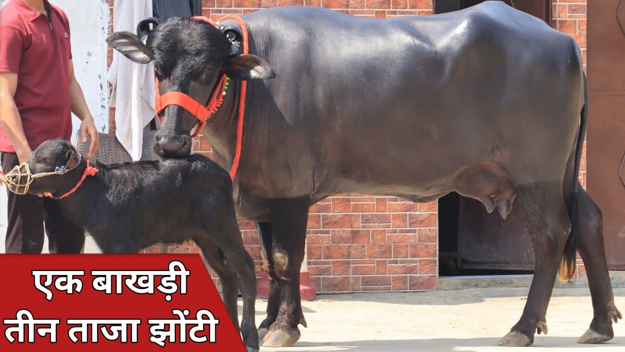 एक बाखड़ी और तीन ताजा झोटियाँ, कांटे के तोल में बिक्री के लिए उपलब्ध || Nagar Dairy Farm (9560893635)