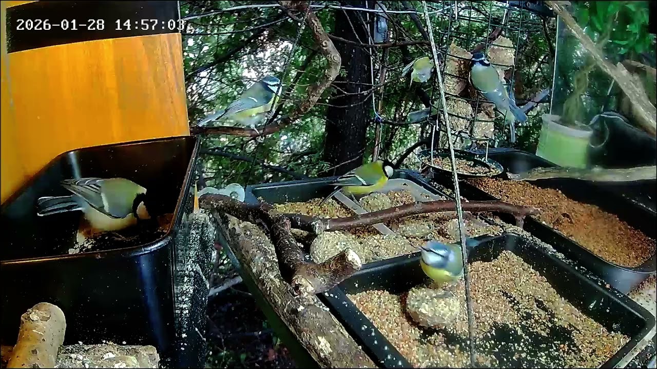 Nachmittags herrscht Gedränge an der Nuss-Tanke (28.01.2027)