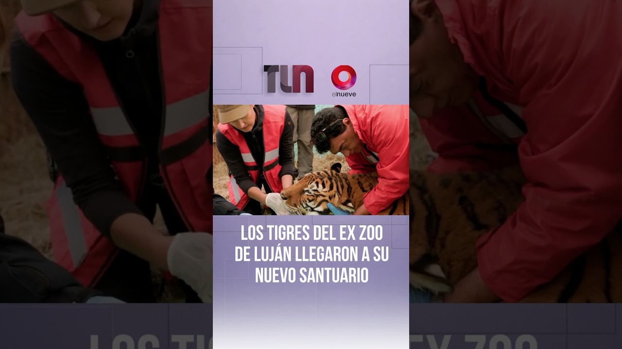 Los tigres del ex zoo de Luj&aacute;n llegaron a su nuevo santuario