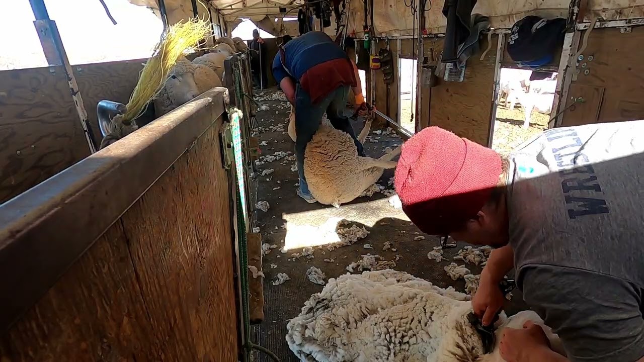 Shearing Run Idaho February 2025 Fine wool Yearlings