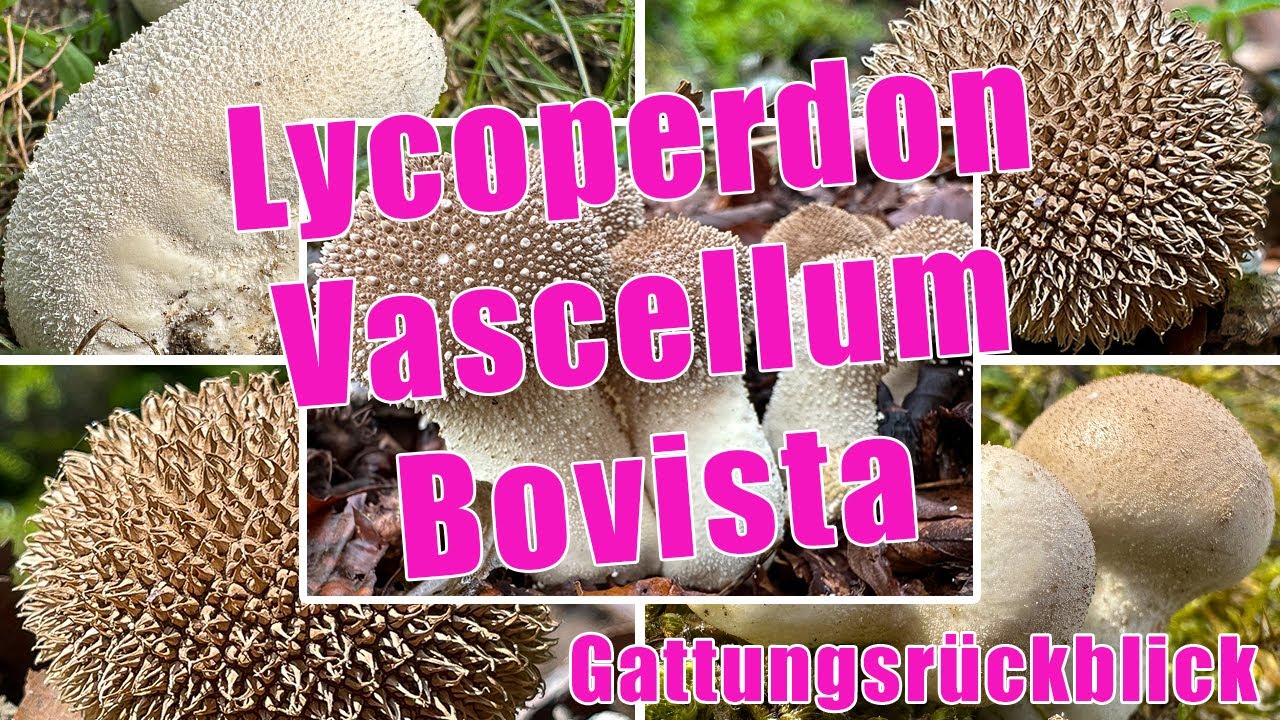 St&auml;ublinge, Boviste | Wiesen-, Flaschen-, Beutel- & Igelst&auml;ubling, Zwergbovist | Lycoperdon, Bovista