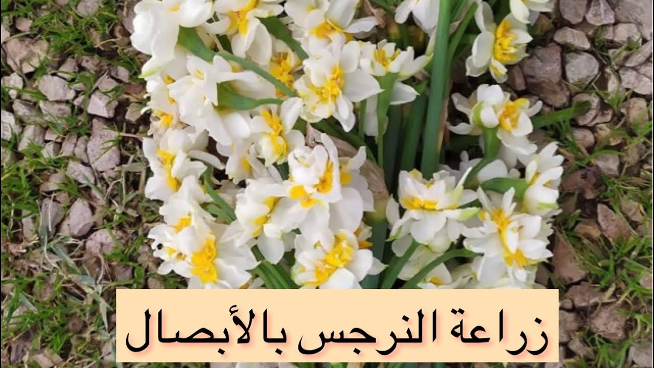 النرجس و زراعته  بالابصال