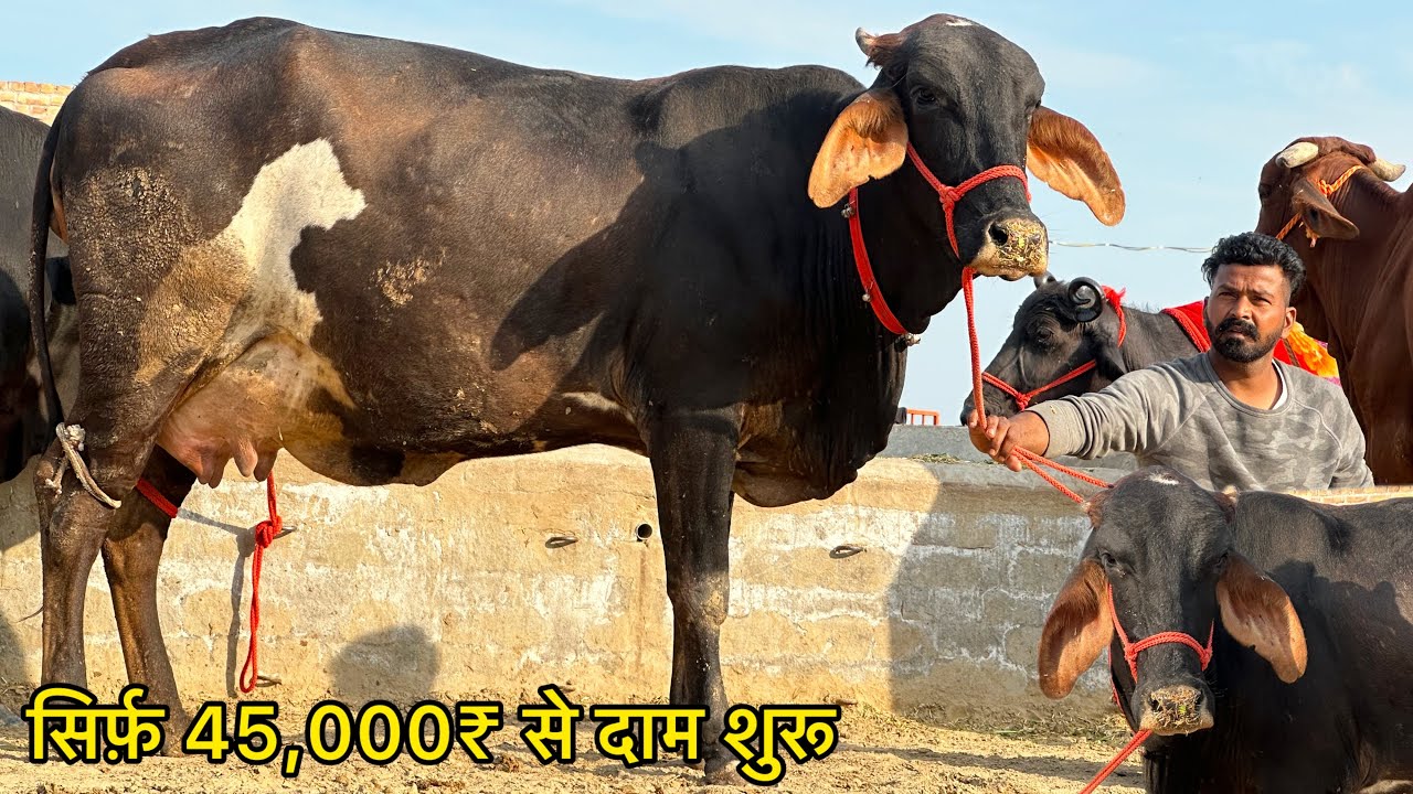 सिर्फ़ 45,000₹ से दाम शुरू । 7 गाय बिकाऊ दूध 14 से 35 लीटर । 7 Cow For Sale Kirshana Dairy Farm 