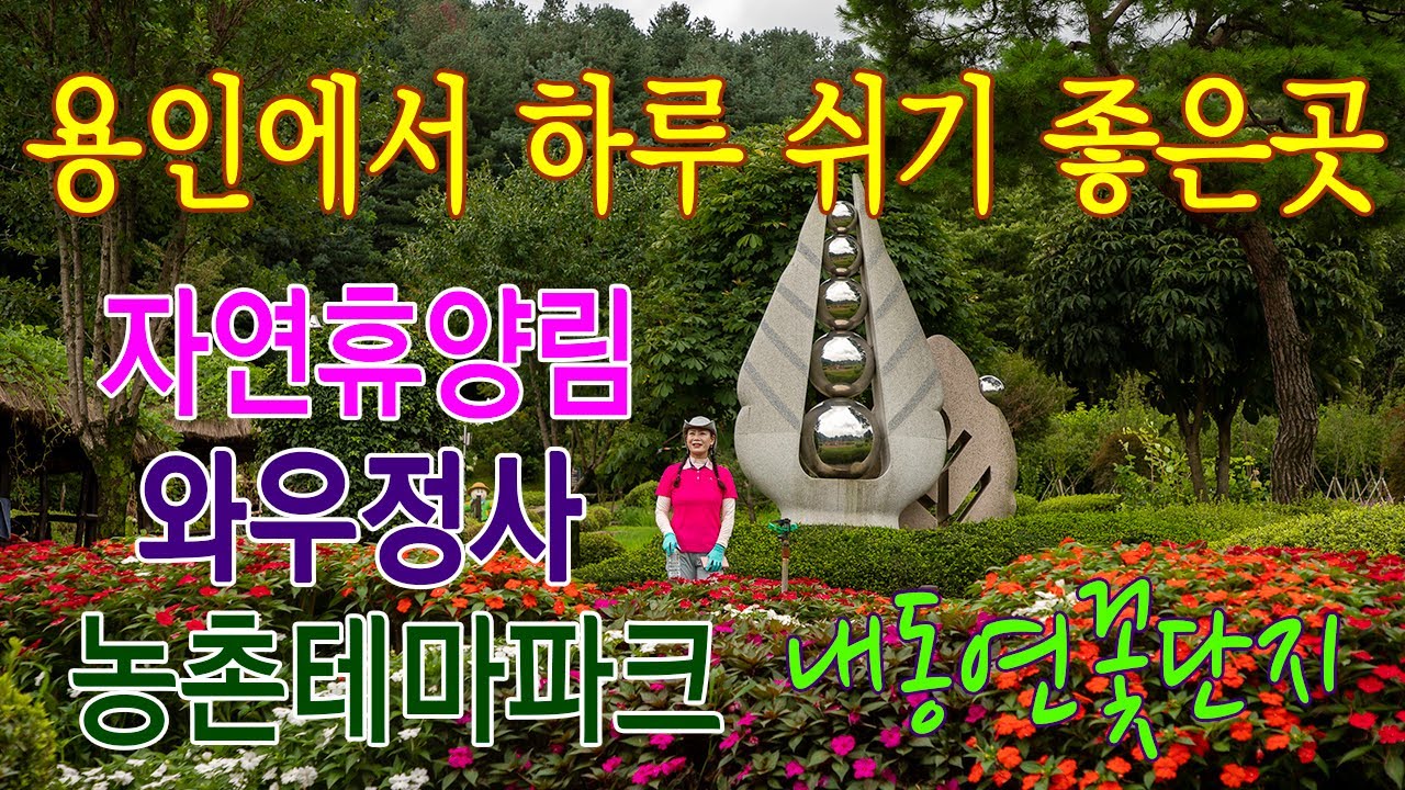 용인여행/용인에서  하루 쉬기 좋은곳 추천합니다./내동마을연꽃단지 /와우정사/농촌테마파크/용인자연휴양림