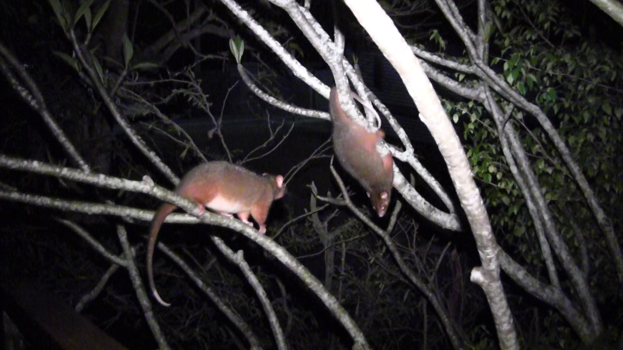Ringtail Possum Fight: Keeta v Koji