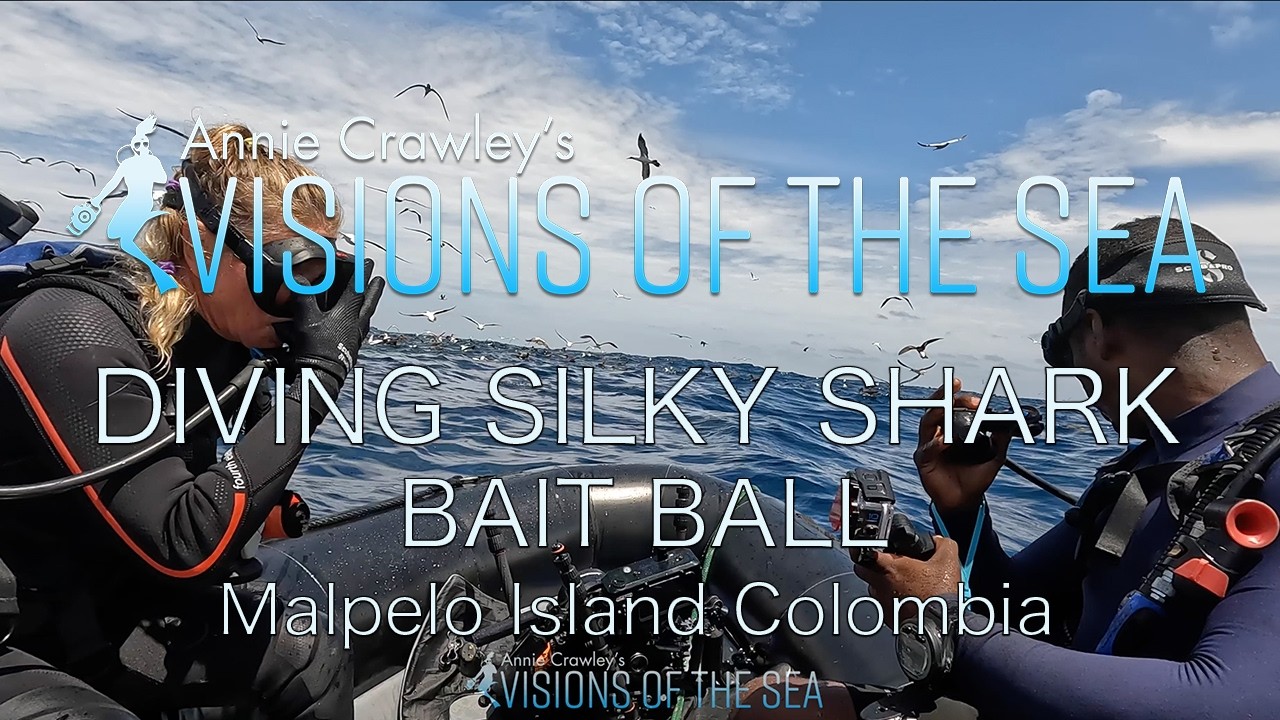 Diving A Bait Ball Malpelo Island Colombia Annie Crawley Biodiversity Conservation Colombia Ferox