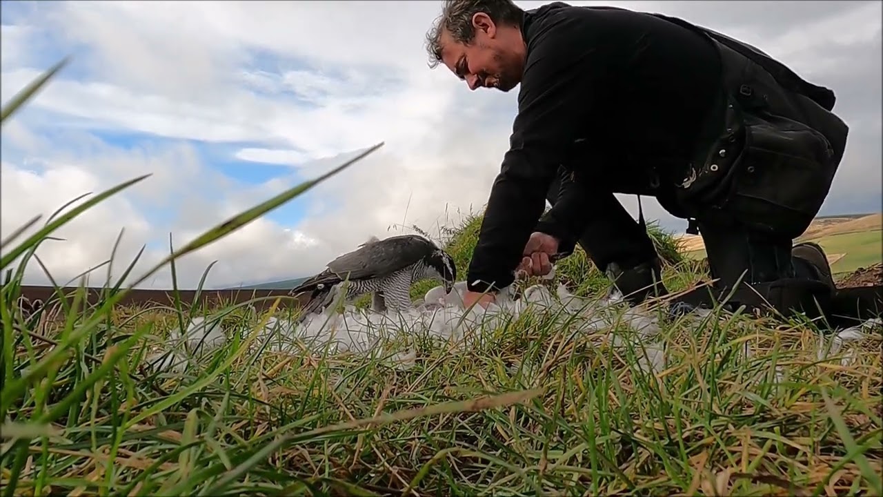 Goshawk taking gull, Dmitry22 Movie 1